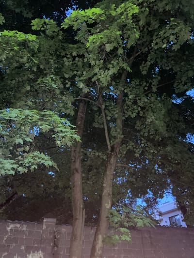 The image shows a view of trees and a building, with a brick wall in the foreground. The sky is visible between the leaves of the trees. A white building with dark windows is partially visible behind the trees on the right side of the image. A chimney with a dark cap is visible above the brick wall on the left side of the image. The lighting suggests it is either dusk or dawn. The scene is outdoors. There are no people or animals visible in the image. The location is identified as Gorki-6, Russia.