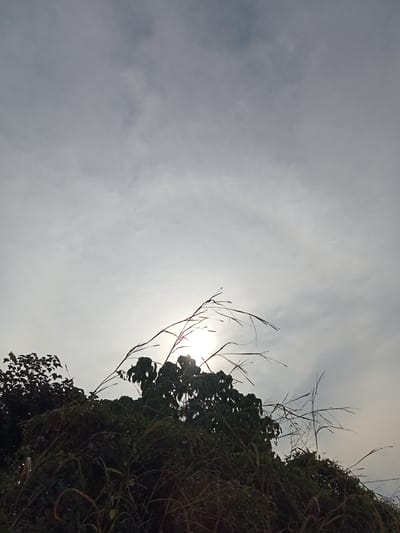 The image shows a dense growth of trees and tall grasses against a cloudy sky, with the sun peeking through from behind the foliage in the center. The scene is likely an outdoor, natural setting, possibly on the outskirts or in a less developed area of Kualu, Indonesia, characterized by lush vegetation. The lighting suggests it is either early morning or late afternoon, with the sun's rays creating a backlit effect on the leaves and grasses. There are no people or discernible human activity visible in the image.