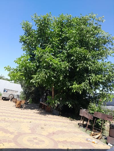 The image depicts an outdoor scene under a clear blue sky. A large, leafy green tree dominates the center of the frame. In the foreground, a paved walkway made of yellow and pink interlocking bricks forms a circular pattern. To the left, a light-colored utility trailer with a visible tire is parked on the paving. Beside the trailer are several wooden crates or benches. Further left, a white metal fence runs along the edge of the property. In the middle ground, there are more wooden structures and dense green foliage. To the right of the tree, two rusty metal barbecue grills are situated on the grass. Scattered on the ground near the grills are pieces of firewood and a plastic water bottle. The overall impression is a casual outdoor area, possibly a backyard or a public space in Illinka, Ukraine. There are no people visible in the image.