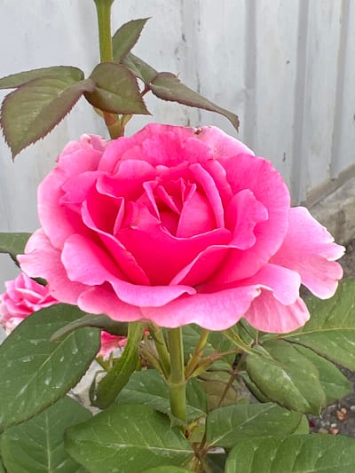 The image is a close-up shot of a vibrant pink rose in bloom. The rose is the primary subject, with its petals unfurling in delicate layers, showcasing a rich, saturated pink hue. Some petals appear slightly ruffled, adding texture and depth to the bloom. The rose is surrounded by its green foliage, with several leaves visible, some with serrated edges. The leaves have a slightly matte finish and appear healthy.

In the background, a light-colored, horizontal surface is visible, possibly a wall or fence, with a subtle texture and some faint shadows. To the right of the rose, a hint of dark, granular material can be seen, suggesting a ground surface with small stones or soil. A smaller, less developed pink bud is partially visible at the bottom right of the frame, suggesting the plant is in a phase of active flowering.

The lighting appears to be natural daylight, casting soft shadows and highlighting the texture of the rose petals and leaves. The overall impression is one of natural beauty and the delicate artistry of a blooming flower. There is no visible text in the image. The setting is outdoors, likely in a garden or a natural environment. While no specific time of day or weather conditions are explicitly indicated, the bright, diffused light suggests it is daytime, and the lushness of the foliage implies favorable growing conditions. The context provided places this scene in Qoyankus, Kazakhstan.