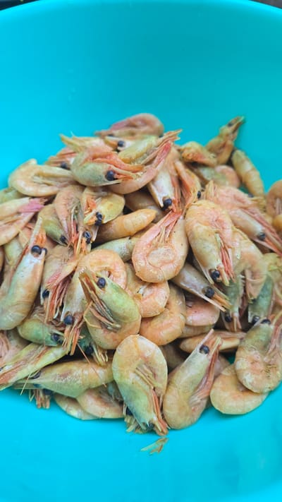 A close-up, top-down shot features a bright turquoise bowl filled with a large pile of cooked shrimp. The shrimp are small to medium in size, with their shells a mottled pinkish-orange and pale green hue. Many of the shrimp are curled into their characteristic crescent shape, while others are more elongated. Their antennae and legs are visible, some appearing bright orange. The shrimp appear to have been recently cooked, with a slightly glossy finish. The lighting suggests it might be daytime, casting soft shadows and highlighting the textures of the shrimp. The image appears to be taken indoors, with no external environmental cues. There is no visible text in the image.