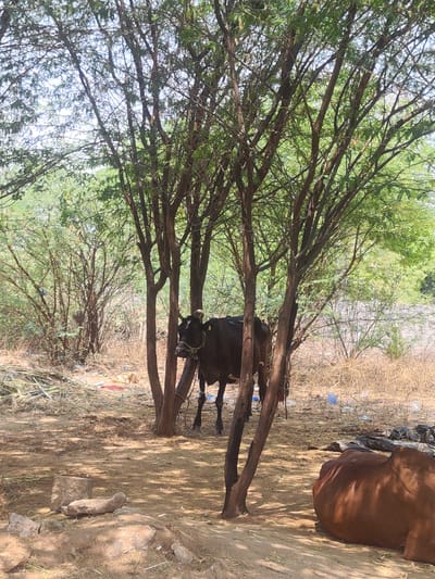 The image depicts a rural scene in Pedda Kammavaripalli, India, with a focus on the natural environment and livestock. The foreground is dominated by trees, their branches spreading across the frame. Beneath the trees, a dark-colored cow stands partially obscured. To the right, a portion of a brown cow is visible. The ground is covered in dry vegetation and dirt, with scattered stones. In the background, sparse vegetation and dry underbrush are visible, along with bits of discarded plastic. The light suggests a sunny day with shadows cast by the trees.