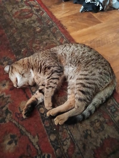 A tabby cat is sleeping curled up on a patterned rug. The rug is predominantly red and brown with darker patterns. The cat's fur is a mix of brown, black, and tan stripes. Its eyes are closed, and its head is resting on its paws. The background shows a wooden floor with some folded fabric items on it. The image is taken from a slightly elevated angle. The specific location of Прибрежный ауылдық округі, Kazakhstan is not discernible from the visual information provided in the image.
