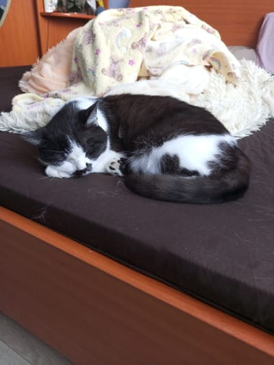 A black and white cat is sleeping curled up on a dark brown mattress. The cat is nestled amongst several blankets, one of which is yellow with teddy bear and rainbow patterns. Another blanket appears to be a fluffy white. The mattress is on a bed with a wooden frame. The scene appears to be in a bedroom. The image does not provide enough information to determine the location in the city of Хальчанскі сельскі Савет, Belarus.