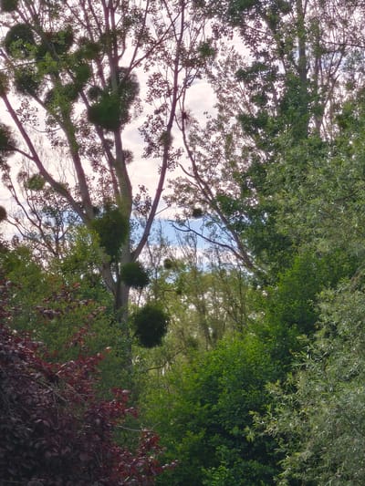 The image depicts a view of trees, some of which are laden with mistletoe, in a natural setting. The foliage is dense and varies in color from deep green to reddish-brown. The branches of the trees are prominent, with some appearing bare and others covered in leaves. The sky, visible through the canopy, is partly cloudy. The scene appears to be an outdoor environment with lush vegetation, suggesting a park or a wooded area within or near the city of Fleury-sur-Orne, France. There are no people or discernible human activity in the frame.