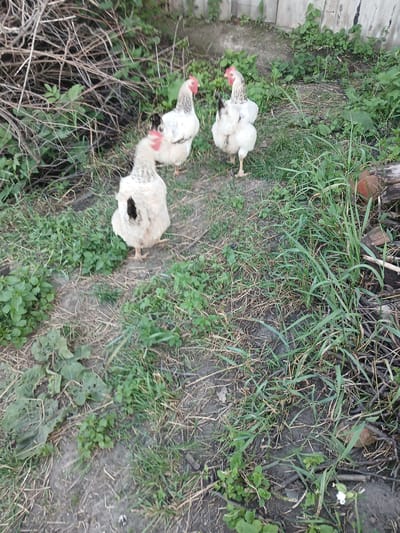 In a rural outdoor setting, likely a yard or farm in Hlushky, Ukraine, three white chickens with black and grey markings are visible. The chickens are scattered across an area covered with dry grass, twigs, and some green foliage. Two chickens are in the mid-ground, facing away from the camera. One of these chickens has a black patch on its tail feathers. The third chicken, in the background and to the left, is also facing away and is partially obscured by dry branches and vegetation. A wooden fence is visible in the far background. The ground is a mixture of dirt and organic debris.