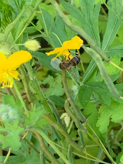 A close-up, eye-level shot captures a bee on a bright yellow flower surrounded by green foliage. The bee, dark with yellow stripes, is positioned on the flower's petals, appearing to collect nectar. In the background, several seed pods hang from thin stalks amidst the greenery. The lighting suggests an outdoor, daytime scene. The location of Ustinovka, Russia, is not discernible from the image.