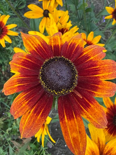 This is a close-up, vertical, eye-level, full-color photograph of a patch of rudbeckia flowers, commonly known as black-eyed Susans, in the city of Kirzinė, Lithuania. The foreground is dominated by a large, fully bloomed rudbeckia flower with dark reddish-orange petals that transition to yellow at the tips, and a prominent, dark brown, domed center dotted with yellow pollen. Several other rudbeckia flowers, some in full bloom with yellow petals and dark centers, and others partially visible, are scattered in the blurred background amongst green foliage and stems. The overall impression is one of vibrant color and natural beauty in a garden setting. No people or actions are depicted.