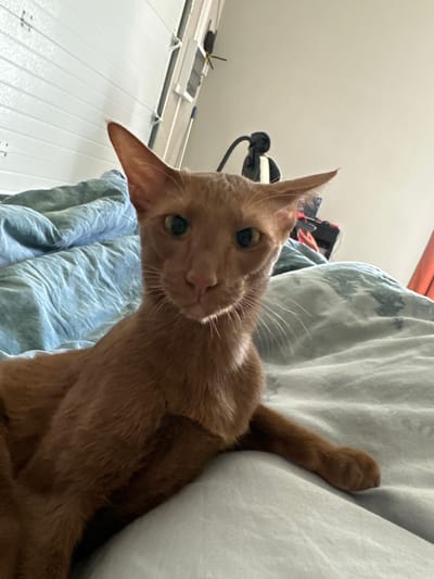 A ginger-colored cat with large ears lies on a bed covered with rumpled blue and gray linens. The cat is looking directly at the camera with its head slightly tilted. The background shows a white, ribbed wall and a portion of a doorway with an orange curtain. The scene is indoors, likely a bedroom. The cat's fur is short and smooth. The lighting suggests it is daytime. There are no people or any other animals visible in the image. There is no information about the location in Konstantínovo, Russia that can be inferred from the image.