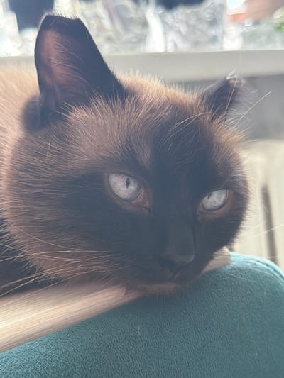 A close-up, outdoor, eye-level shot features a Siamese cat with striking blue eyes resting its head on a teal-colored surface. The cat's fur is predominantly brown with darker points on its face and ears, and lighter fur on its body. The background is blurred and shows hints of greenery and sunlight. The cat appears to be relaxed, with its eyes partially closed. The setting is bright and appears to be daytime. The image does not contain any elements that would allow for the identification of a specific location within the city of Старые Туймазы, Russia.