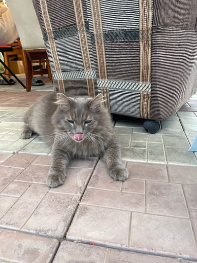 A long-haired gray cat with green eyes and its pink tongue sticking out is lying on a tiled patio. The cat is positioned in the foreground, facing the camera. Behind the cat is a large, wheeled piece of furniture covered in a striped fabric with horizontal lines in various shades of brown, black, and white. To the left of the furniture, parts of wooden chairs and a person in a white garment are visible. The setting appears to be outdoors on a paved area, consistent with a residential or public outdoor space in Plodopitomnik, Russia.
