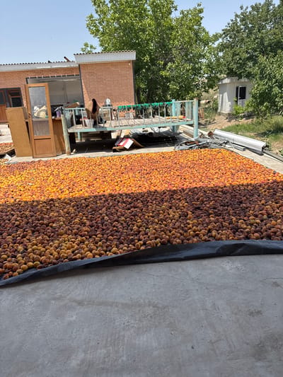 The image depicts an outdoor scene in the city of Sovet, Kyrgyzstan, where a large quantity of apricots are being dried. The apricots are spread out on a black tarp on a concrete surface. The apricots are divided into two sections: one section contains brighter, more orange-colored apricots, presumably having been exposed to the sun for a shorter period or being less ripe, while the other section has darker, browner apricots, suggesting they have been drying for longer or are more mature.

In the background, there is a low, brick building with a corrugated metal roof. To the left of the building, a partially open wooden door is visible, and inside, some items are stored, including what appears to be woven baskets. Adjacent to the building, a raised platform or table with a metal railing is present. On this platform, a person wearing a headscarf and a dark garment is partially visible, sitting or standing near some items. Green gloves are hanging on the railing of the platform.

Further in the background, there are trees with green foliage and a small, white, shed-like structure with a dark-paned window. The sky is clear and blue, indicating a sunny day, ideal for drying fruits. The overall environment appears to be rural or semi-rural, consistent with agricultural processing. The concrete surface suggests a yard or an area designated for this purpose. There are also some metal structures and debris visible in the background, hinting at storage or discarded materials.