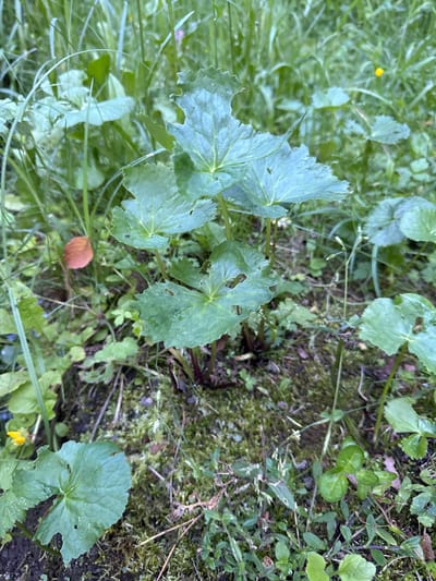 The image depicts a patch of ground vegetation in Lisnyky, Ukraine. The scene is dominated by large, green, lobed leaves with serrated edges, some of which show small holes, suggesting insect activity or decay. The plants are growing in a damp, mossy environment with a mix of grasses and other low-lying green foliage. The soil appears dark and damp, with some leaf litter visible. In the background, taller grasses and greenery create a slightly blurred backdrop. A small, brown mushroom is visible to the left of the central cluster of leaves. There are also a few small yellow flowers scattered throughout the vegetation. No people or animals are present in the frame.