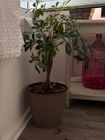 This image depicts an indoor scene, likely a room in a residential property, featuring a potted plant and a shelf with decorative items. The plant is a Schefflera, commonly known as an umbrella tree, with green leaves and a woody stem, positioned in a brown woven pot. The pot rests on a wooden floor. Behind the plant, a white shelf unit is visible, adorned with a wicker basket on its top surface and a large, translucent pink glass bottle on its lower shelf. A white patterned curtain hangs on the left side of the frame, adjacent to a window. The overall ambiance suggests a softly lit interior space. There is no indication of the city of Wilhelmshaven, Germany, or any specific location details. No people or actions are depicted in the image.