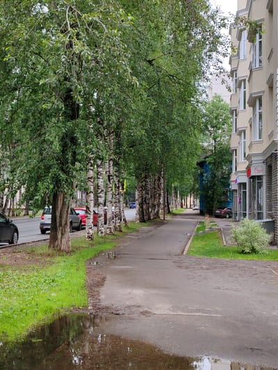 This is a vertical, eye-level, medium shot of a sidewalk and street scene. The foreground features a large puddle reflecting the sky and some of the surrounding birch trees. To the left of the sidewalk, there is a strip of bright green grass bordering the street. Several cars are parked along the street, including a silver hatchback and a red sedan.
The sidewalk itself is a light gray concrete path, bordered by a strip of green grass. The sidewalk is wet and has several smaller puddles scattered along its surface, indicating recent rain. A line of tall birch trees with distinctive white and black bark runs along the right side of the sidewalk, providing shade.
Beyond the trees, a modern, light yellow apartment building with multiple windows is visible on the right. Some of the windows are open, and a few of the lower storefronts have signage. One sign says "cherry" in red letters and another has text that appears to be in Cyrillic. Further down the street, a blue building is visible, and more cars are parked along the road, including a dark sedan. The background is blurred, but suggests a city environment with more buildings and trees.
The overall impression is of a slightly overcast day in a residential or mixed-use urban area, possibly after a rain shower. The scene is quiet and uneventful, with no people visible. The light suggests it is daytime. The presence of birch trees and the Cyrillic text suggest a location in Russia, consistent with the provided location context of Syktyvkar.