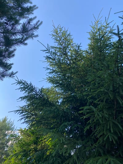 The image captures a close-up view of the upper branches of several evergreen trees against a clear blue sky. The foreground is dominated by the dense, dark green needles and branches of what appear to be spruce or fir trees. The branches are thick and textured, with many smaller twigs extending outwards. In the upper left quadrant, the finer, lighter green needles of a different type of evergreen tree are visible, creating a contrast in texture and color. Sunlight filters through the foliage, highlighting some of the needles and creating pockets of shadow within the denser parts of the trees. The overall impression is one of lush, natural growth, with the vibrant green of the trees set against the serene expanse of the sky. The scene appears to be outdoors in a natural or park-like setting. There are no people or man-made objects prominently featured in the image.