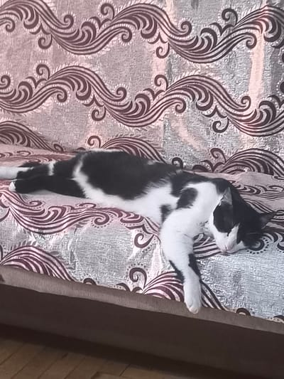 A black and white cat is sleeping on a patterned sofa in Bina, Azerbaijan. The cat is lying on its side, with its head resting on its paws. The sofa has a swirling, abstract pattern in shades of brown and beige. The background is blurred, but appears to be a domestic setting. The lighting suggests it is daytime.
