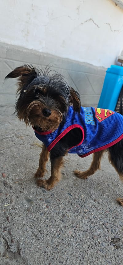 A small Yorkshire terrier dog wearing a blue mesh dog vest with red trim stands on a concrete surface. The vest has the "Superman" logo printed on the side in yellow and red. The dog has shaggy brown and black fur, with its ears perked up. Behind the dog, a white textured wall is visible, with a bright blue object, possibly a bin or container, to the right. The ground is concrete with small pebbles and debris. There are no people visible in the image. The scene appears to be outdoors, possibly in a yard or alleyway. The location is identified as Ленинабад, Uzbekistan.
