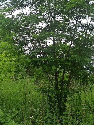 The image shows a dense, green forest scene with a prominent tree in the center. The tree has a thick canopy of leaves, and its branches are visible against a bright, overcast sky. The forest floor is covered in lush vegetation, including tall grasses, weeds, and smaller plants. There are no people or animals visible in the image. The scene appears to be located in Dariali, Georgia, given the description. The overall impression is one of natural wilderness and untamed growth.
