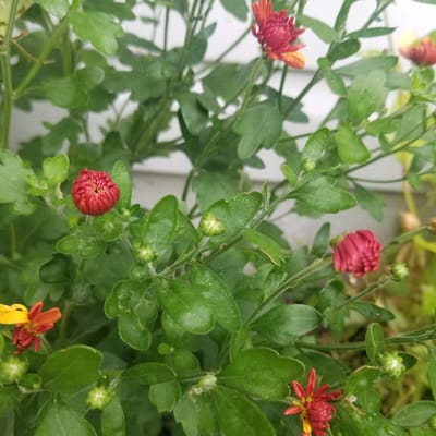 This close-up media file features a cluster of small, vibrant flowers, likely chrysanthemums, in various stages of bloom. The subjects are the flowers and their surrounding green foliage. Some of the flowers are a deep red, while others are a fiery orange with yellow centers. Several buds, tightly closed and green, are also visible among the leaves, suggesting the plant is still growing.
The scene is outdoors, indicated by the natural lighting and the presence of water droplets on some of the leaves, possibly from recent rain or dew. The background is blurred but appears to be a light-colored, vertical surface, perhaps a fence or railing, and some out-of-focus greenery.
No people are present. The activity, if any, is the natural growth and blooming of the flowers. The time of day and weather are not explicitly discernible beyond the implied outdoor setting and moisture. The location context provided is Virginia Beach, USA. There is no visible text in the image. The overall impression is one of natural beauty and the early stages of a floral display.