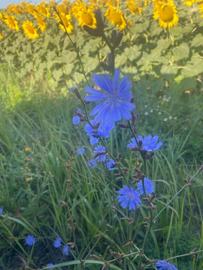 In the foreground, the image features several delicate blue flowers, identified as chicory. These blossoms are attached to thin, vertical stems with small, dark buds. The flowers exhibit a star-like pattern with elongated petals. The background is dominated by a field of sunflowers, their bright yellow heads forming a dense, textured layer. The overall environment appears to be a rural or natural setting, possibly a field or meadow, with abundant green grass and other vegetation surrounding the chicory flowers. The light suggests it is daytime, with a soft, diffused quality. The scene is located in Novooleksandrivs'ke, Ukraine.