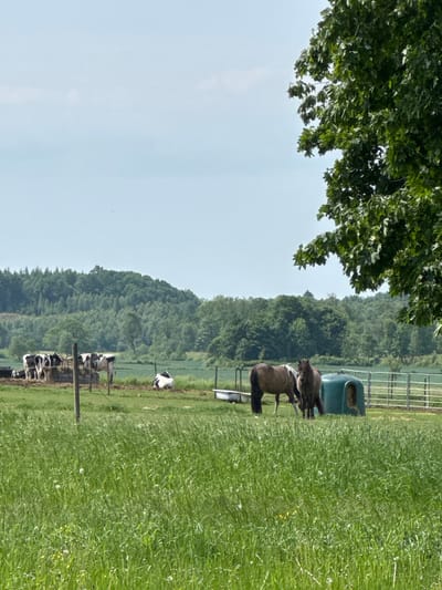 The image displays a serene rural landscape, likely a farm or pasture, under a clear, light blue sky. In the foreground and midground, vibrant green grass fills much of the lower half of the frame, interspersed with small yellow wildflowers. Overhanging from the top left corner are dense, green leaves of a large tree, partially framing the scene.
In the midground, two horses are visible near a green, outdoor feeder or trough. One horse is dark brown, while the other is lighter brown or dun with a white blaze on its face. Further back, along a fence line, several black and white cows, likely Holstein Friesians, are spread across the field; some are standing, while others are resting on the ground. The background features a verdant, forested hill that rises gently against the sky, suggesting a natural and expansive environment.
The scene depicts a peaceful daytime setting, with bright sunlight and clear weather. The overall activity involves livestock grazing or resting in their pasture. The location context provided is Vessigebro, Sweden. No discernible text is visible in the image.