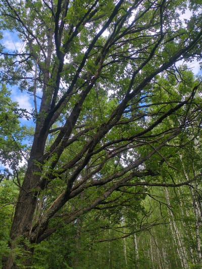 The image shows a view looking up through the canopy of trees. The leaves are a vibrant green, indicating it is likely springtime or summer. The sky is visible in patches between the branches, with some white clouds against a bright blue background, suggesting a clear, pleasant day. The sunlight filters through the leaves, creating dappled light and shadow. The main focus is on the intricate network of branches of a large, mature tree, with its rough bark visible. In the background, a dense forest can be seen, with more trees forming a lush green expanse. The composition gives a sense of being immersed in nature, looking up at the sky from within a forest. There are no people or specific objects visible, just the natural scene of a wooded area. The time of day appears to be daytime, given the bright sky and sunlight.