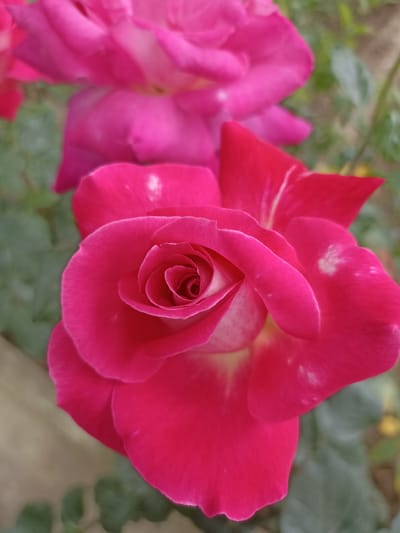 The image is a close-up, vertical shot of two pink roses in bloom. The rose in the foreground is in sharp focus, showcasing its velvety petals that spiral inward towards a lighter, cream-colored center. The petals are a vibrant fuchsia and have a few small, white speckles. The background is softly blurred, revealing another pink rose above and to the left of the foreground rose, as well as green foliage and a hint of what appears to be a light-colored wooden fence. The lighting suggests it is daytime, possibly outdoors in a garden. There is no specific information available about the location being in the city of Dagestanskiye Ogni, Russia.
