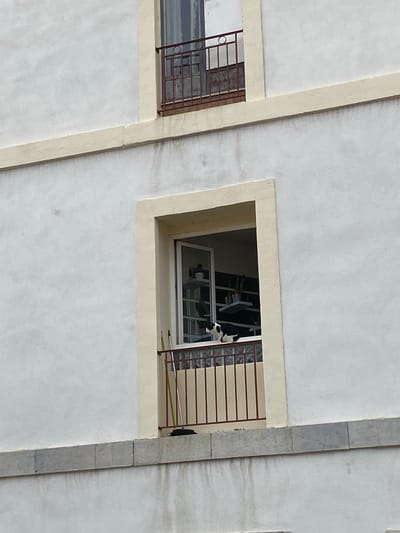 This image presents a detailed view of a light-colored building facade in Sète, France. The facade is primarily covered in a textured, light grey-to-off-white stucco finish, with horizontal bands and window frames rendered in a contrasting pale beige.
In the upper portion of the frame, a single, narrower rectangular window is visible, framed by beige trim. This window features a dark reddish-brown metal security railing composed of vertical bars and a central circular motif. Curtains are discernible behind the glass of this upper window.
Below this, a larger, more prominent window is centered in the image. It is also framed by the same pale beige trim. The window is partially open, revealing a domestic interior. A black and white cat is observed sitting on the exterior ledge of this lower window, facing left, seemingly observing the external environment. Directly beneath the cat, a short balcony extends from the window opening. This balcony features a dark reddish-brown metal railing with vertical bars, topped by a row of glass blocks. Leaning against the right side of this balcony railing are two long-handled tools, likely brooms or mops, one with a green handle and the other silver. Inside the visible room, white shelves display multiple potted plants, predominantly cacti and succulents.
Below the lower window's balcony, a horizontal band of grey, roughly cut stone blocks is embedded in the facade. Vertical streaks, indicative of water runoff or accumulated dirt, are visible on the stucco surface below both the beige horizontal bands and the grey stone blocks. The building appears to be residential.