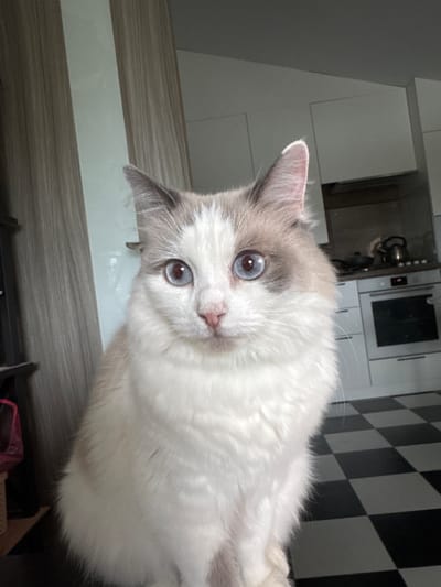 A ragdoll cat with striking blue eyes is the central subject of this image. The cat is predominantly white with grey markings on its ears and head, and appears to be looking directly at the camera with a curious expression. Its fur is long and fluffy.
The cat is positioned in what appears to be a kitchen or dining area. In the background, kitchen cabinets are visible, along with what looks like a kettle on a stove. The floor has a distinctive black and white checkered tile pattern. To the left of the frame, there are modern-looking kitchen cabinets with a light-colored countertop or shelf. The overall lighting suggests it is daytime, possibly indoors with artificial light supplementing natural light. The scene is clean and contemporary.
There is no visible text in the image, and no indication of the specific time of day or weather conditions. The cat's direct gaze and slightly tilted head convey a sense of engagement and interest. The image is a close-up, focusing on the cat's face and upper body, with the background providing context for the setting.
