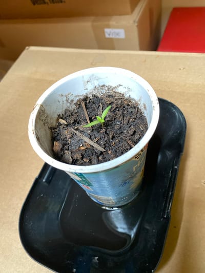An overhead, close-up shot displays a small, vibrant green seedling growing in a repurposed white plastic cup, which itself is placed inside a black plastic tray. The cup contains dark, moist soil mixed with visible organic matter such as wood chips. The seedling features two delicate, light green leaves. The white cup exhibits faint blue and possibly red graphic elements, including what appears to be a stylized flower, but any text is illegible due to blurriness and distance.
In the blurred background, several large, stacked brown cardboard boxes are visible, suggesting an indoor, possibly storage or utility, setting. A red object is partially seen in the upper left corner of the frame. Indistinct white text is barely discernible on one of the cardboard boxes. There are no people, and no specific time of day or weather conditions can be determined from the image. The scene depicts a simple, practical setup for nurturing a plant indoors, with the location context provided as Courpière, France.