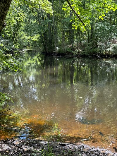 The image shows a body of water in a forest. The water is calm and reflects the surrounding trees and foliage. The trees are lush and green, with sunlight filtering through the leaves. The ground near the water is muddy and covered with fallen leaves and branches. There are no people or animals visible in the image. This scene appears to be a natural environment, likely a river or a pond, within a forest. The mention of Interkompleks, Russia is not supported by any visual information in the image.