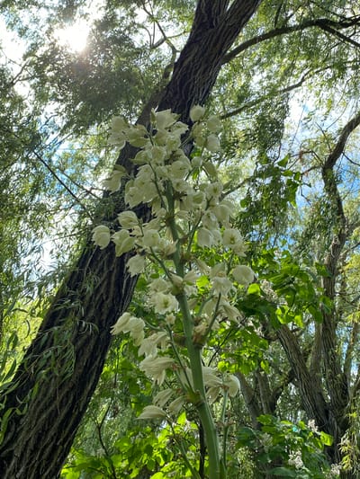 A low-angle shot captures a dense canopy of trees from below. The rough, textured bark of a large tree trunk dominates the foreground, running diagonally across the frame. From this tree, a stalk of creamy white flowers cascades downwards, with delicate, bell-shaped blossoms clustered along its length. The flowers are the primary subject, their pale hue contrasting with the darker bark and the vibrant green foliage. Sunlight filters through the leaves, creating a dappled effect and highlighting the details of the flowers and leaves. The sky, visible through the gaps in the branches, is a bright blue with wisps of white clouds. The overall impression is one of lush, natural beauty, suggesting a warm and sunny day in a wooded area. The scene is peaceful and serene, with no visible text or people. The location context is Plastunovskaya, Russia.