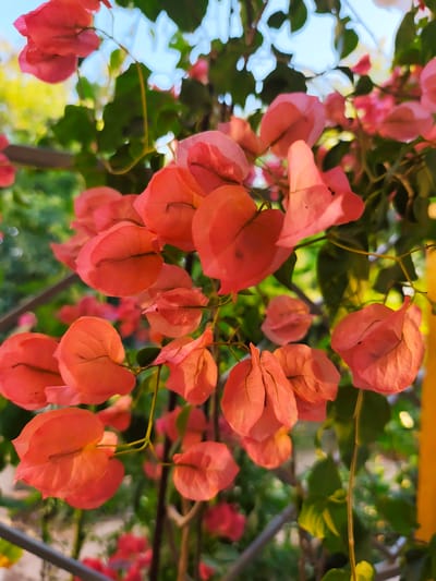 In Goyany, Moldova, this image captures a close-up view of vibrant, salmon-pink bougainvillea flowers. The flowers, with their delicate, paper-like bracts, are clustered together, some appearing translucent from the sunlight filtering through them. Green leaves and thin stems are interspersed among the blooms, creating a natural, organic arrangement. The background is softly blurred, suggesting an outdoor setting with hints of sunlight and greenery, possibly indicating a garden or a public space where such flowering plants are cultivated. The lighting suggests it might be late afternoon or early morning, casting a warm glow on the petals. There are no people or animals visible in the scene.