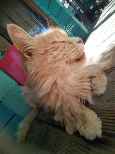 A light orange cat with closed eyes is lying on a wooden surface. The cat's fur appears somewhat disheveled. To the left of the cat, there is a red object, possibly a mat or cushion, and a teal surface. The background is blurred but appears to be an outdoor environment with wooden structures and possibly foliage. The scene is lit by natural sunlight, casting shadows. The image is taken from a low angle. The location is identified as Chereshnya, Russia.
