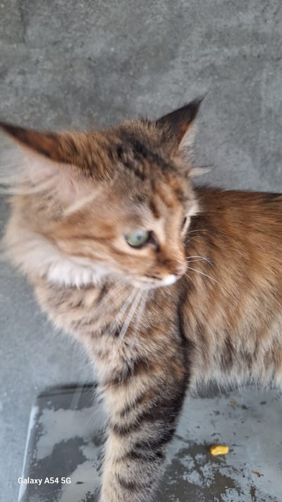 A medium shot captures a tabby cat with green eyes looking to its right. The cat's fur is a mix of brown, black, and orange stripes. Its ears are pointed, and its whiskers are long and white. The cat is positioned on a gray, concrete-like surface. In the background, the surface appears slightly textured. A small, yellow object, possibly food, is visible on the surface near the cat's tail. The bottom left corner of the image displays the text "Galaxy A54 5G" in white. The scene is outdoors, with the gray surface possibly being a pathway or ground. The setting does not provide any specific indicators of the city of Sevan, Armenia.