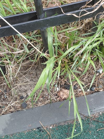 This close-up image captures a section of ground bordered by man-made structures, featuring a mix of vibrant and dry vegetation.
The primary subject is a cluster of fresh, green grass blades, each adorned with numerous small water droplets, suggesting either morning dew or recent rainfall. These blades grow from an earthy base, interspersed with patches of dry, straw-like grass and a few fallen brown leaves. The ground itself is composed of dark soil and visible dirt.
On the left side of the frame, a dark, possibly black, metal structure resembling a fence or railing runs vertically and horizontally, partially obscured by the foliage. To the right, a gray concrete curb or border creates a clear line, separating the grassy area from a textured, dark green surface that appears to be artificial, such as a synthetic playground flooring or artificial turf. Small pieces of white debris are scattered on and near the concrete and the artificial surface.
The lighting is soft and diffused, characteristic of an overcast day or early morning/late afternoon, which aligns with the presence of water droplets. No specific activity is depicted, and there is no visible text. The scene suggests an outdoor setting in an urban or suburban environment, potentially a park or a roadside area, located in Nadym, Russia, as per the provided context.