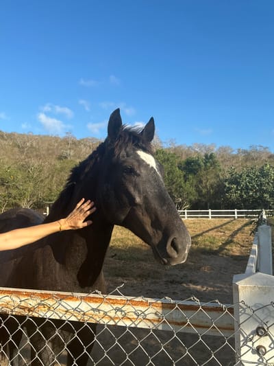 A black horse stands near a wire fence with a white post and crossbeam. The horse has a white marking on its forehead. A person's hand is placed on the horse's neck. The background features dry grass and a line of trees against a bright blue sky. Another white fence is visible in the distance behind the horse. The image is rotated to the side.