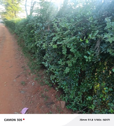 A long, green hedge lines a reddish-brown dirt path. The dense foliage is thick and lush, with sunlight dappling through the leaves. The path appears to stretch into the distance alongside the hedge, vanishing around a bend. Hints of trees are visible beyond the hedge. A small piece of pink trash lies on the ground near the path's edge. The image is taken with a CAMON 30S camera.