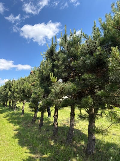 A line of young pine trees are shown in the foreground, planted in a row on a grassy field. The trees have short, thick trunks and full, green foliage. Behind the trees, a red-roofed building is partially visible. The sky above is blue with scattered white clouds. The scene appears to be an outdoor setting, possibly a park or a landscaped area in the vicinity of Strzyżowice, Poland. The lighting suggests it is daytime, with sunlight casting shadows on the grass. A person in dark clothing is partially visible in the background, standing behind one of the trees.