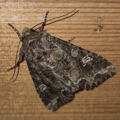 A close-up, overhead shot captures a moth resting on a wooden surface. The moth is predominantly gray and brown, with intricate patterns on its wings that blend with the wood grain. Its antennae are visible, extending forward from its head. The wooden surface appears to be unfinished, with visible grain lines running horizontally across the frame. The lighting suggests an indoor environment, possibly a porch or an exterior wall of a building. The location is noted as Новостройка, Russia.