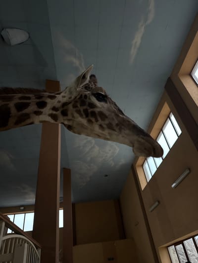 The image displays an indoor scene in Demydiv, Ukraine, featuring a mounted giraffe head and upper neck. The giraffe taxidermy is positioned prominently in the upper left to central portion of the frame, facing downwards and to the right, with its characteristic brown and cream-colored spotted hide visible. The ceiling is painted a light blue with white cloud patterns. Tall, rectangular, light brown pillars rise from the lower left towards the ceiling. The right side of the image features a light brown wall with multiple vertically oriented windows, allowing ambient light into the space. Below some of these windows, horizontal fluorescent light fixtures are visible. A white railing, possibly part of a staircase or balcony, is partially visible in the bottom-left corner. No people, active movements, or interactions are depicted.
