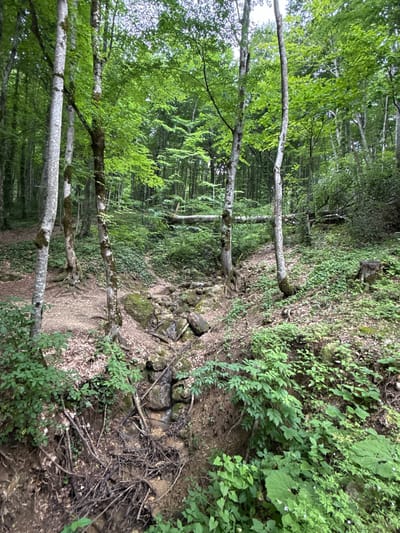 The image depicts a forest scene in Guamka, Russia. The environment is densely wooded with tall trees that have light-colored, mottled bark. The forest floor is covered with a thick layer of green foliage, fallen leaves, and exposed tree roots. A dry streambed, filled with rocks and debris, runs through the center of the image. Fallen logs are visible in the background, suggesting a natural, possibly wild, environment. The overall impression is one of a secluded and verdant forest area. There are no people or animals visible in the image.
