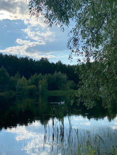 The image depicts a serene natural scene, likely a lake or pond, with a dense forest bordering its far edge under a cloudy sky. In the foreground, tall reeds emerge from the water, their reflections mirroring the sky and surrounding vegetation. A cluster of three geese are visible on the water, swimming towards the left of the frame. A large tree with drooping branches, possibly a willow, dominates the right side of the image, its leaves casting dappled shadows. The water surface is dark and reflective, showing the inverted image of the forest and clouds. The overall impression is one of a quiet, natural landscape. The image is consistent with scenery found in and around Novyi Ural, Russia, where such bodies of water and forested areas are common.