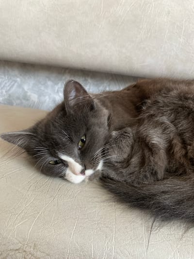 A gray cat with white markings on its face is lying on a light-colored couch. The cat's eyes are partially closed, and its head is resting on its paws. The couch appears to be made of faux leather and has a textured surface. The background is blurred, but it seems to be an indoor setting. There is no information to suggest this image is related to Mamontovo, Russia.