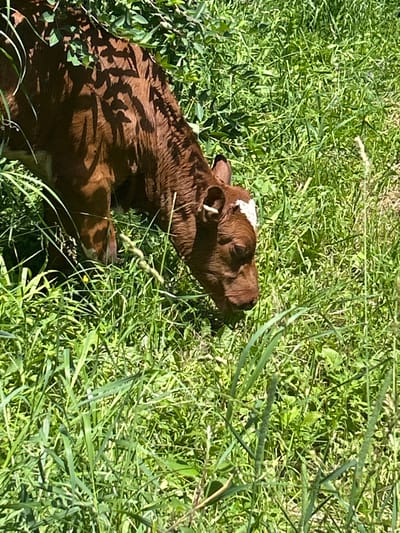 A brown calf with a white marking on its forehead is grazing in a grassy field. The calf is partially obscured by tall green grass and shadows from leaves overhead. The scene appears to be outdoors in a rural setting. This image was captured in South Dundas, Canada.