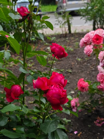 The image depicts a close-up view of a rose bush with several vibrant pink and red roses in bloom. The roses are the primary subject, with some fully open and others in bud. They are surrounded by lush green foliage. In the background, out of focus, a dirt path or garden bed is visible, with a hint of green vegetation and a portion of a vehicle, possibly a van, on a paved surface. The scene appears to be outdoors in a garden or park setting. The location is identified as Dubovoye, Russia.