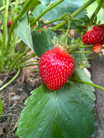 This is a close-up, eye-level, outdoor photograph of a ripe strawberry growing on a plant. The strawberry is bright red with visible seeds and a green stem. Several green leaves surround the fruit, and the background consists of more foliage and soil. The photograph was taken in the city of Otyakovo, Russia.
