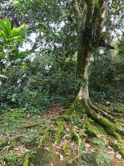This image depicts a dense, natural forest environment located in Tây Ninh, Vietnam. A large tree with a thick trunk and prominent, spreading buttress roots dominates the right side of the foreground and midground. The tree's bark, trunk, and extensive root system are heavily covered in vibrant green moss and small epiphytic plants, including ferns. The ground surrounding the tree roots features a mix of dark soil, scattered brown leaf litter, and various low-lying green vegetation, also partially moss-covered. To the left and extending into the background, the scene is filled with a thick, multi-layered canopy and undergrowth composed of diverse green foliage. Patches of bright, overcast sky are visible through gaps in the dense tree canopy above. No human presence, actions, or distinct man-made objects are identifiable within the frame.