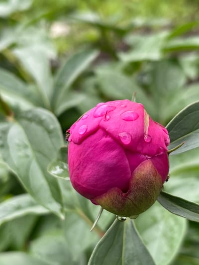 The image is a close-up of a pink peony bud, covered in water droplets. The bud is in focus, with its tightly furled petals showing a vibrant pink hue. The sepals at the base of the bud are a mix of green and brown. Several clear water droplets are visible on the petals, reflecting the light. In the background, out of focus green leaves create a soft, blurred backdrop. A single ant is visible on the right side of the bud, near the sepals. The overall scene suggests a garden setting, likely after rain.